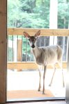 Say Hello to Dottie, a local resident.